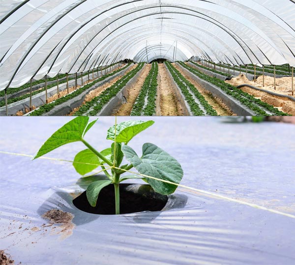 Màng PE Trong Nhà Kính Nông Nghiệp